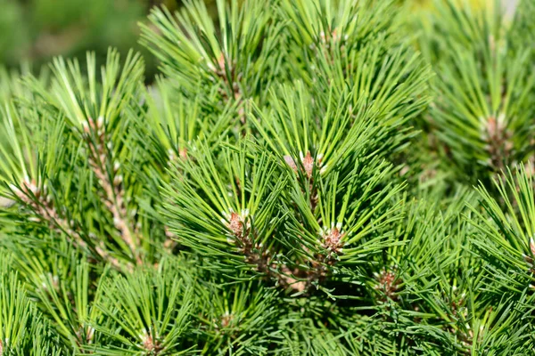 Svart Tall Brepo Gren Latinskt Namn Pinus Nigra Brepo — Stockfoto