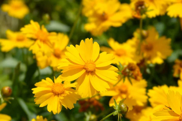 Tickseed Schnittgold Flowers Latin Name Coreopsis Grandiflora Schnittgold — Stock Photo, Image