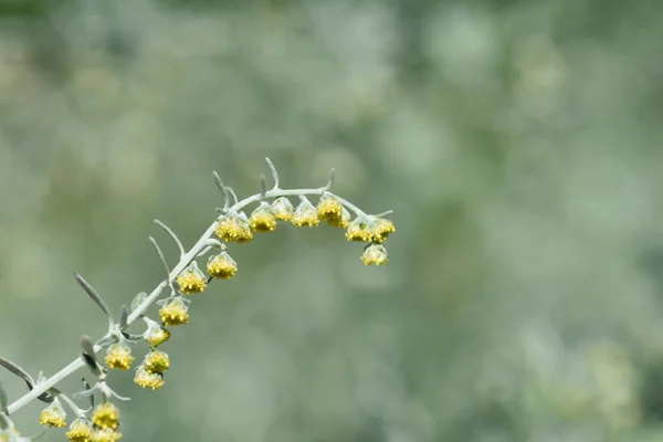 Common Wormwood Small Yellow Flowers Latin Name Artemisia Absinthium — Foto de Stock
