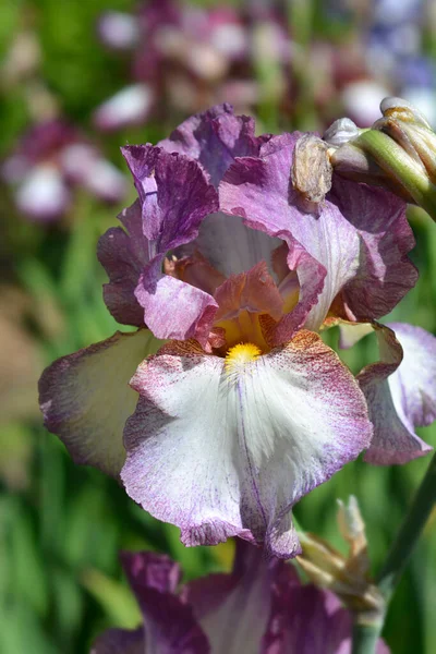 Tall Bearded Iris Decolletage Flower Latin Name Iris Barbata Elatior — Foto Stock