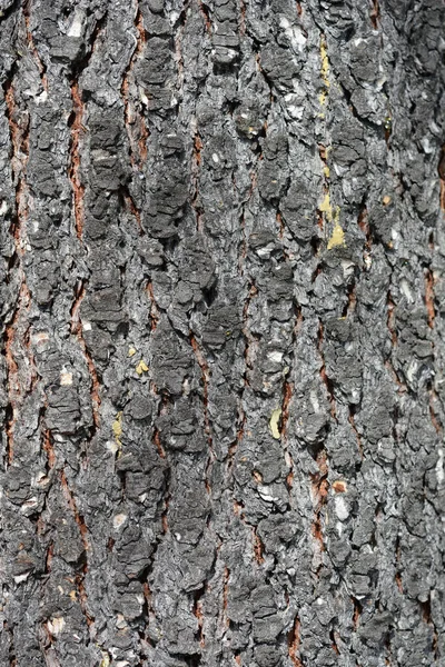 ブルーアトラス杉樹皮の詳細 ラテン語名 セドルス アトランティカ グラウカ — ストック写真