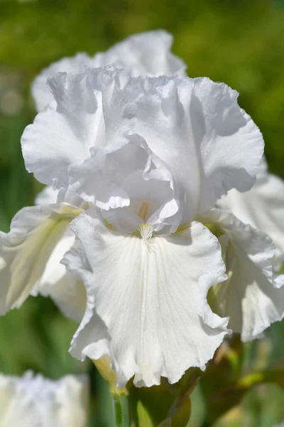 Tall Bearded Iris Madeira Belle Flowers Latin Name Iris Barbata — ストック写真