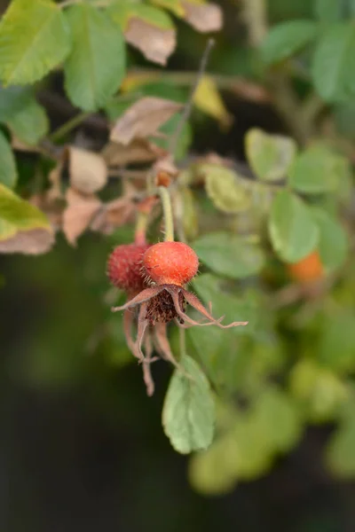 Rugosa Rose Roship ラテン語名 Rosa Rugosa — ストック写真