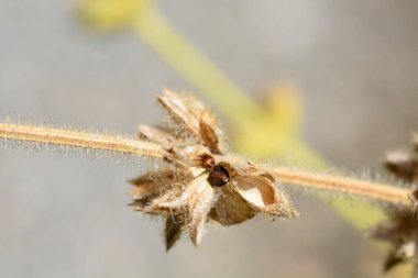 Gümüş adaçayı tohumları - Latince adı - Salvia argentea