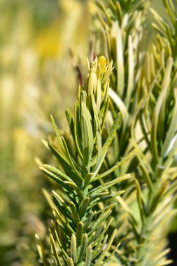 Kore Altın Erik çiçeği - Latince adı - Cephalotaxus harringtonia Kore altını