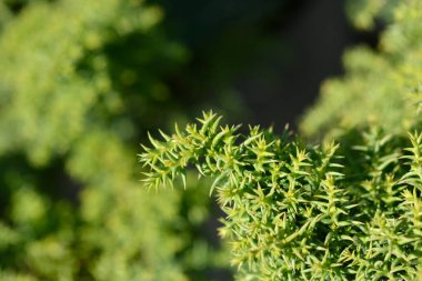 Japon sedir toynakları Latince adı Cryptomeria japonica Twinkle Toes.