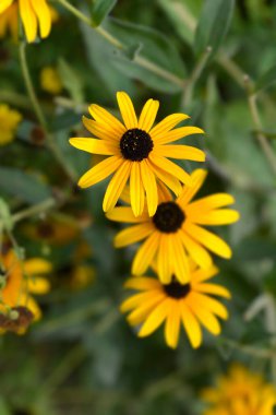 Deams koni çiçekleri - Latince adı - Rudbeckia fulgida var. deamii (Syn. Rudbeckia deamii)