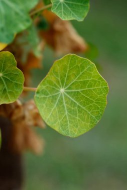 Bahçe yaprakları - Latince adı - Tropaeolum majus