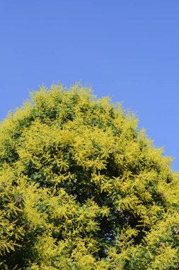 Golden rain tree branches with yellow flowers against blue sky - Latin name - Koelreuteria paniculata