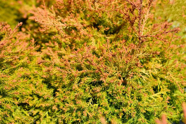 Fire Chief Branches Latin Name Thuja Occidentalis Fire Chief — Stock Photo, Image