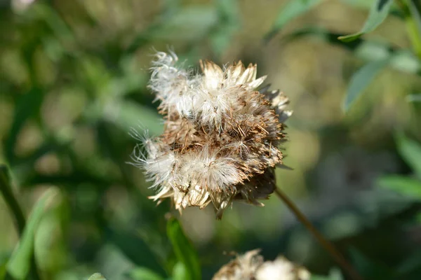 Straw Flower Hairy Seed Head Latin Name Xerochrysum Bracteatum — Stock Photo, Image
