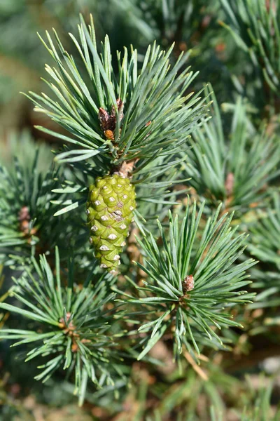 Назва Сосни Pinus Sylvestris Watereri — стокове фото