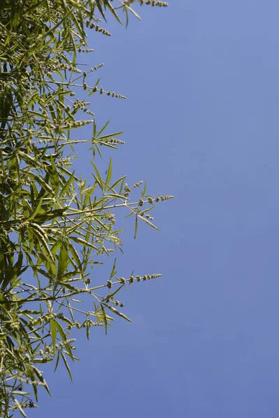 Lilac Chaste Tree Branches Flower Buds Blue Sky Latin Name — Fotografia de Stock