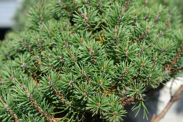 Dwarf Mountain Pine Mops Latin Name Pinus Mugo Mops — Stock Fotó
