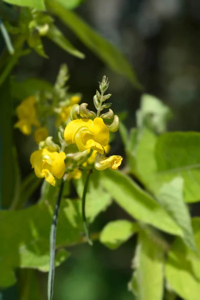 Black Gram Leaves Yellow Flowers Latin Name Vigna Mungo — стоковое фото
