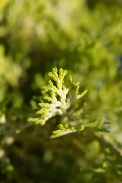 Golden Hinoki Cypress Branches Latin Name Chamaecyparis Obtusa Aurea — 스톡 사진