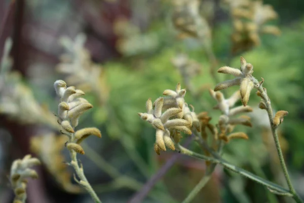 Kangaroo Paw Flower Buds Latin Name Anigozanthos Hybrids — Fotografia de Stock