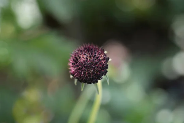 Pincushion flower Magic Night - Latin name - Scabiosa atropurpurea Magic Night