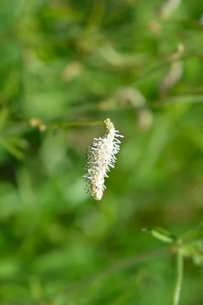 白色东方伯内特花 拉丁文名称 Sanguisorba Tenuifolia Alba — 图库照片