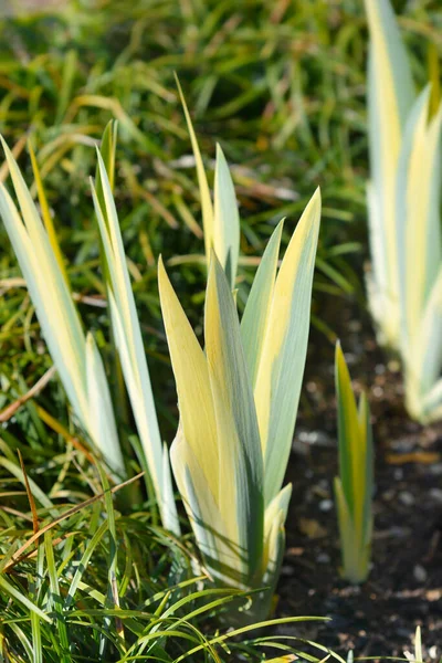 Variegated Dalmatian Iris Leaves Latin Name Iris Pallida Variegata — Stock Photo, Image