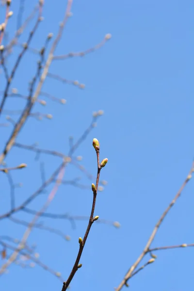 长有芽蓝天的宽叶酸橙枝条 拉丁文名 Tilia Platyphyllos — 图库照片