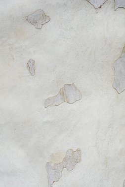 Londra uçak kabuğu detayı - Latince adı Platanus x hispanica (Platanus x acerifolia)