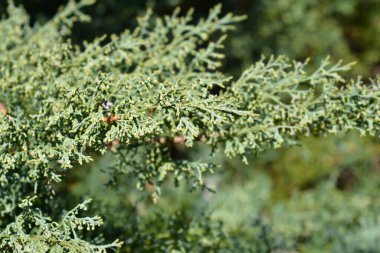 Juniper Hetzii şubesi - Latince adı - Juniperus x pfitzeriana Hetzii