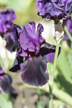 Uzun sakallı iris samur çiçeği - Latince adı - Iris barbata elatior Sable Night
