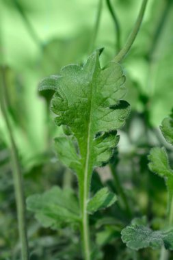 İğnelik Çiçeği Mavi Kelebek Yaprakları Latince adı Scabiosa Mavi Kelebeği