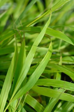 Hakone çimeni yaprakları - Latince adı - Hakonechloa macra Sunflare