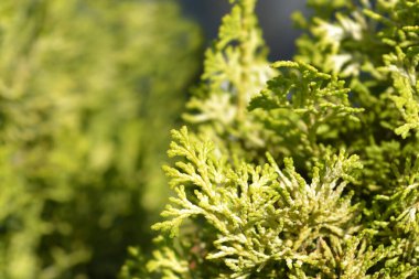 Golden Hinoki cypress branches - Latin name - Chamaecyparis obtusa Aurea