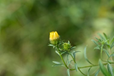 Limon sarısı sahte altın renkli çiçek tomurcukları - Latince adı - Heterotheca kampporum var. glandulissimum