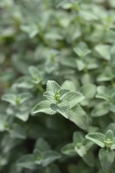 Φύλλα Από Νιφάδες Χιονιού Catmint Λατινική Ονομασία Nepeta Racemosa Snowflake — Φωτογραφία Αρχείου