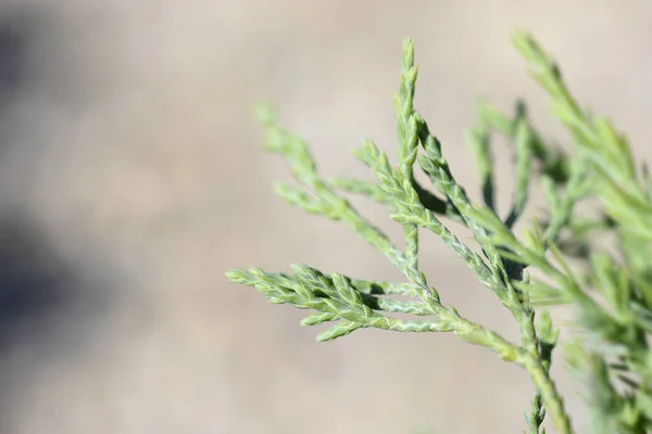 Eastern Red Cedar Grey Owl Branches Latin Name Juniperus Virginiana — Stock Photo, Image