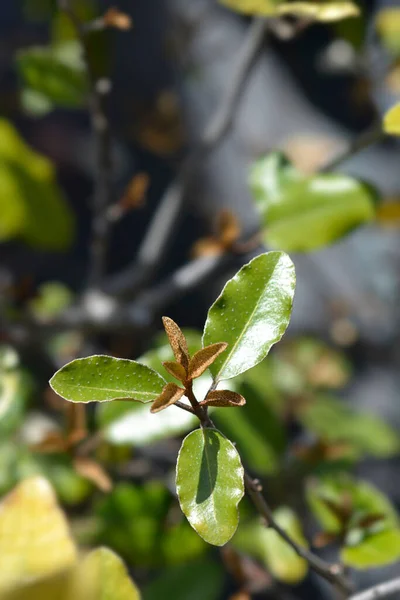 Liście Borówki Czarnej Nazwa Łacińska Elaeagnus Submacrophylla — Zdjęcie stockowe