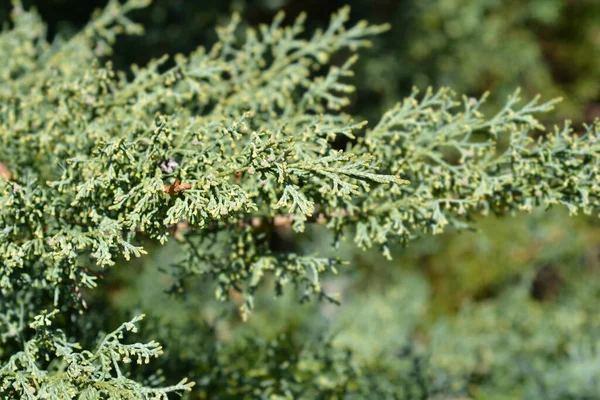 Juniper Hetzii Branch Latinské Jméno Juniperus Pfitzeriana Hetzii — Stock fotografie