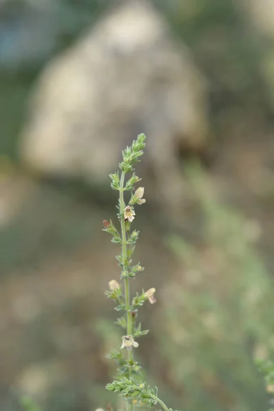 Visianis Savory Leaves Small Flowers Latin Name Satureja Visianii — Stock Photo, Image