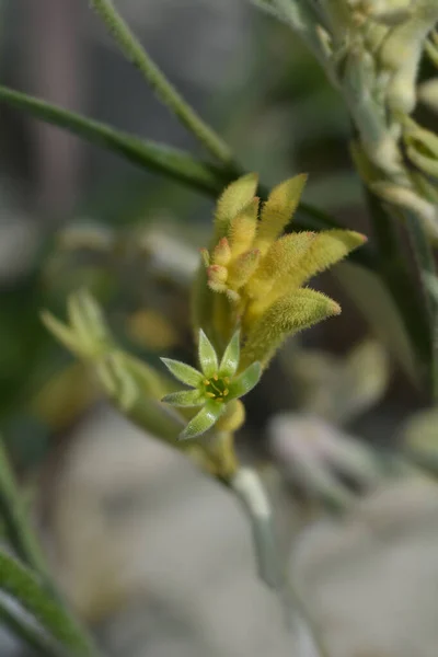 Kanguru Paw Çiçekleri Latince Adı Anigozanthos Melezleri — Stok fotoğraf