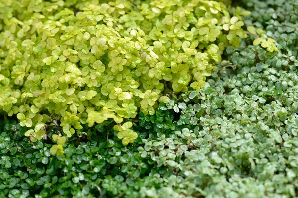 Babys tears leaves in three shades of green - Latin name - Soleirolia soleirolii