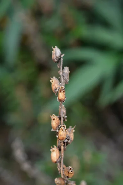 Gousses Graines Snapdragon Nom Latin Antirrhinum Majus — Photo