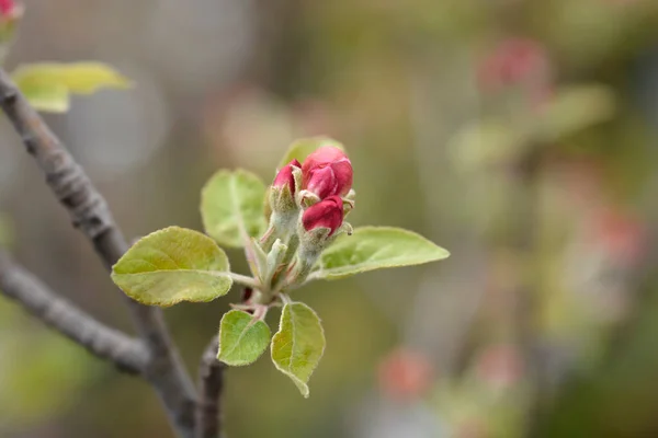 Idared Галузь Квітковими Бруньками Латинська Назва Malus Domestica Idared — стокове фото