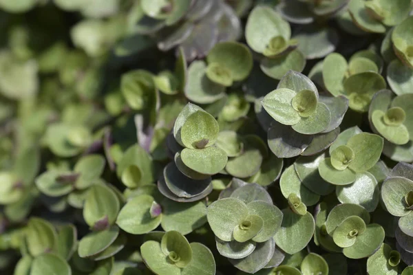 Creeping Inchplant Leaves Latin Name Callisia Repens — Zdjęcie stockowe