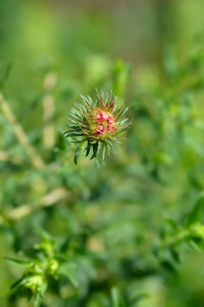 New England Aster Andenken Alma Potschke Blütenknospe Lateinischer Name Symphyotrichum — Stockfoto