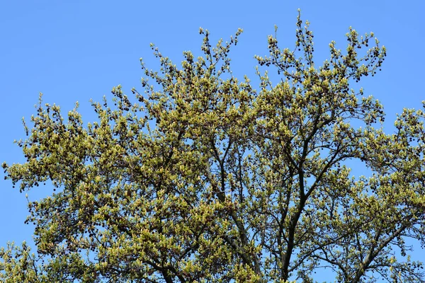 American Sweetgum Branches Flower Buds Seeds Blue Sky Latin Name — Photo