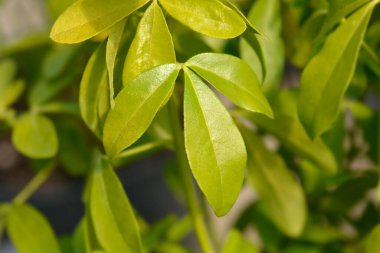 Meksika portakalı Sundance yaprakları - Latince adı - Choisya ternata Sundance