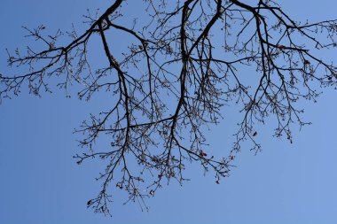 Mavi gökyüzüne karşı tomurcukları olan Norveç akçaağaç dalları - Latince adı - Acer platanoides