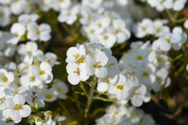 Bahçe Arap beyaz çiçekleri - Latince adı - Arap Kafkasya