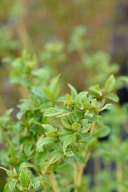 Red osier Dogwood Flaviramea flower buds - Latin name - Cornus sericea Flaviramea