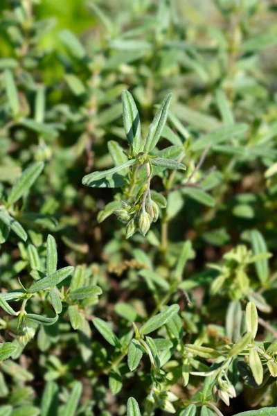 Rock rose Fire Dragon flower buds - Latin name - Helianthemum Fire Dragon