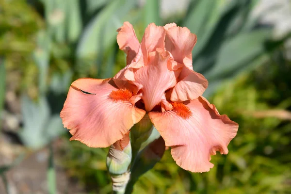 Tall Bearded Iris Far Corners Flower Latin Name Iris Barbata — Stockfoto